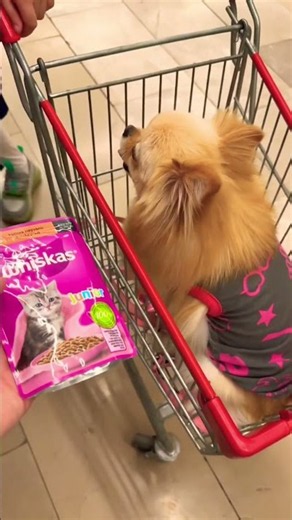 Angry dog ate cat food and threw up!! #explore #shorts
