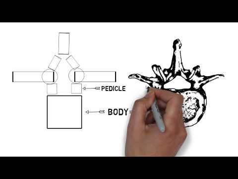 Learn The Parts of the Vertebrae