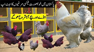 Pakistan Biggest Fancy Hens Setup | Plymouth Rock, Lavender Barhama , RIR Hens & Ayam cemami | Birds Community