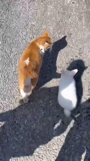 Tom has a friend join him