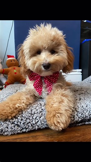 #dog #cockapoo #cockapoopuppies #dogsoftiktok #cutedog #dogfashion #doggo #dogaccesssories #cute #puppy #puppylove #puppylife #prettygirl #doodles