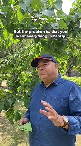 66K views · 2.8K reactions | Leaves of the 'Poplar Tree' are very good for making compost. Yes, it can take 2 to 3 months to make manure from it, but it is worth the wait. Peepal Baba #poplartrees #poplartree #gardencompost #biomass #treesofindia | Give Me Trees Trust | Facebook