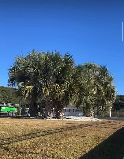 26 shares |  I scream, you scream, we all scream… PALM TREE! ...