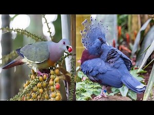 Top 10 Most Beautiful Pigeons in the World Nature’s Winged Masterpieces!