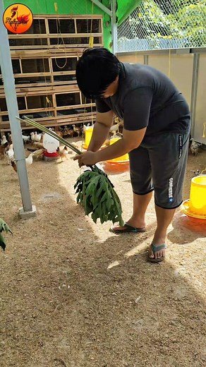 Pentingnya Pemberian Daun Pepaya Utk Peternakan Ayam Kampung | Muhammad Ridwan