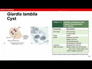 TOPIC 8 Ciliates and Flagellates