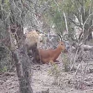 1.9M views · 10K reactions | Impala Is Always Stalked By Predators #AmazingAnimals #Animals #WorldAnimalDay Join us to get more information: Amazing Animals | Beautiful Animals | Facebook