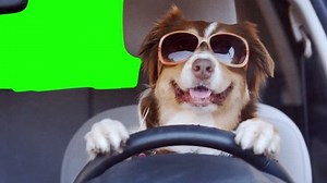 Dog Driving Car On Green Screen Stock Footage Video (100% Royalty-free) 1024867418 | Shutterstock