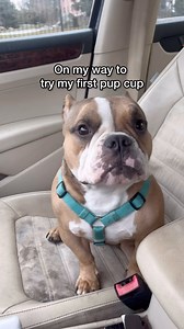 Trying a pup cup for the first time on my birthday…. Sorta 😂😂😂❤️❤️❤️ Sorry @starbucks we had to give it to my sister Vida 😂😂 | Teddy Themicrobully
