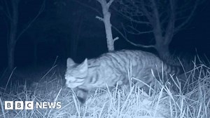 New wildcat night hunt footage reveals stalking behaviour
