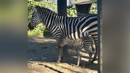 Baby zebra born at Maine zoo before final weekend of season