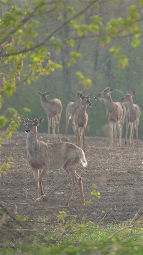 Bucks antlers are showing more recognizable signs of growth as we move into the middle part of May… The early stages of antler growth is often a very slow process through the months of March and April with a slight explosion as we enter into May. The reason for this slower start is because their daily nutrition intake is mostly allocated to their bodies recovery from the stress they endured over the winter. Harsh winters will typically show a slower start in their antler growth, while milder win