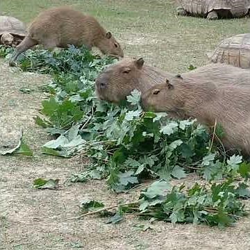 The Secret Life of Capybaras: Why Are They So Chill? 🦦✨ | Amazing Animal Facts