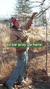 Winter Tree Pruning Basics: When, Why, and How to Shape Young Trees