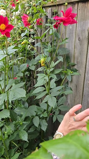 Your Garden Guide on Instagram: "🌸 How to cut dahlias for the vase (and get more flowers too!) 🌸 I just had a great question from a client so I thought I'd answer it on here. She was wondering where is the best place to cut the stems of her new dahlia plants...so exciting to pick the first flowers!!! Dahlias are made for picking — the more you cut, the more they bloom. Here’s how to do it properly so your vase lasts longer and your plant keeps producing flowers. ✂️ Where to cut Always cut your