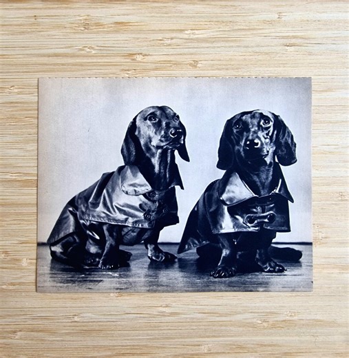 1935 Basset Hound Print – Ylla 1st French Edition, Black and White Vintage Bassets in Coats Photogravure, Antique Dog Wall Art, Pet Portrait - Etsy