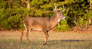 4 Underrated U.S. Regions for Deer Hunting
