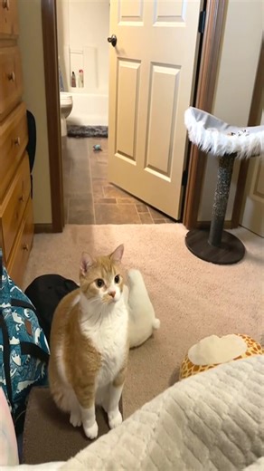 68K views · 2.1K reactions | Mango watching my foot under the cover like  #mangothecat #catsoftiktok | mangothekitten | Facebook