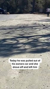 148K views · 3.4K reactions | My heart can’t take much more #dog #abandoned #animal #sorry | Judith Coleman | Facebook