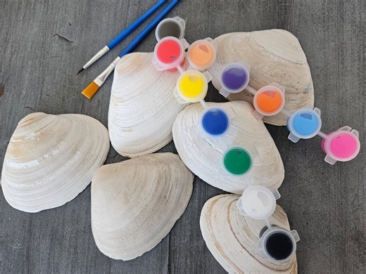 Bulk Shells, Art Kits for Kids and Adults, Painting Sets, Crafts - Etsy Australia