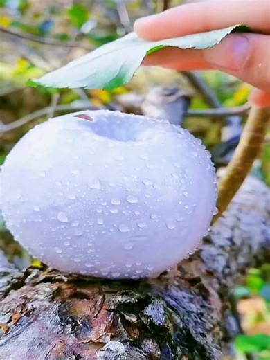 Exploring Different Types of Popular Fruits