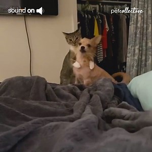 152K views · 1.3K reactions | SILENCE! Now that we have your attention..get the purrrfect gift, CatFace: bit.ly/3rL8wUH | Try Not to Laugh | Facebook