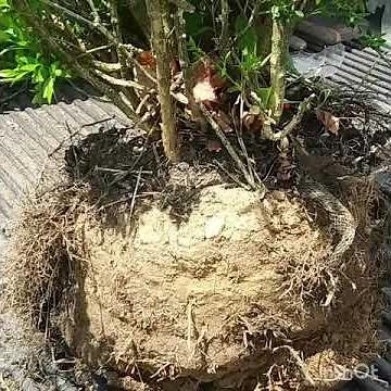 How to score a root ball when planting.