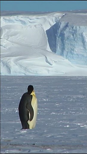 The Penguin That Prefers Sliding to Walking