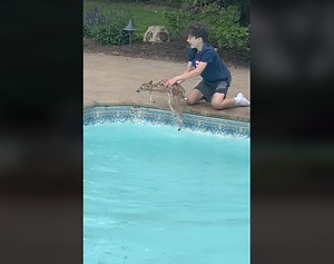 Baby Deer Falls Into Pool; Saved By St. James Boy: Video