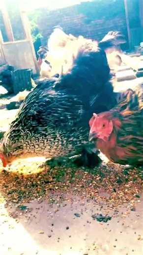 Fancy Hen#Rooster#White Silkie#Heavy Buff#Brahma#Light Sussex#Backyard Chickens#poultrysaiKhan Birds