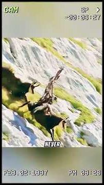 The greedy wolf stole the eagle’s meal and the outcome… #wildanimals #animals #foryou