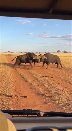 Sudden High Speed Impact Between Bulls Results in a Massive Dust Storm and Knockout