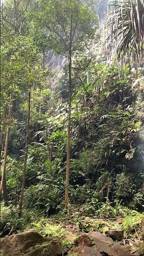 Hutan hujan tropis Indonesia