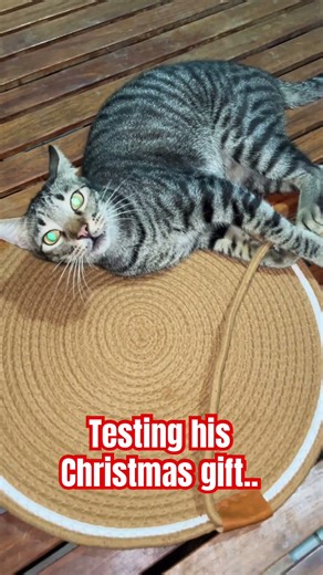 Speedy, the tilapia cat is testing his xmas gift scratch pad. #catlovers #xmasgift #scratchpad #cat