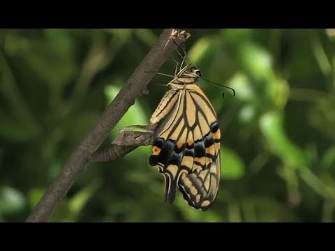 P122 アゲハチョウの羽化