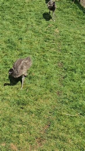 🍬Sugar, Spice, and Everything Nice🍭 Introducing our newly named Blossom, Bubbles, and Buttercup! Our emus are quickly growing and changing from their juvenile to adult plumage. Now they can be seen out of our Essex County Barry H. Ostrowsky Animal Wellness Center Nursery and exploring the Australian Outback yard, mostly in the afternoons as they get used to the unfamiliar space (and their new wallaby roommates). | Turtle Back Zoo