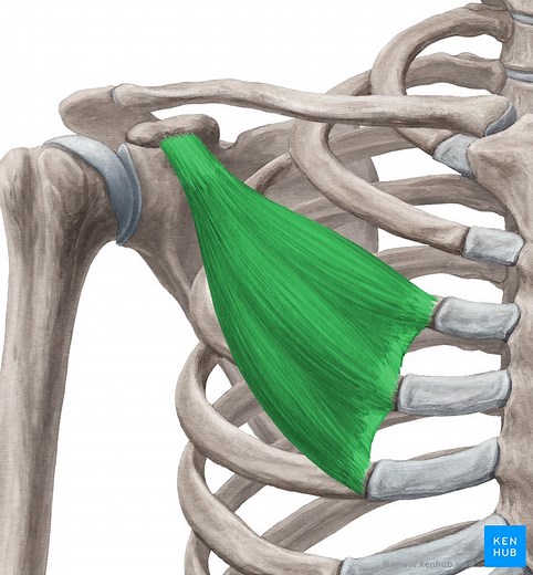Musculus pectoralis minor