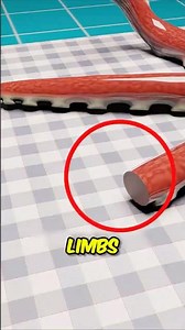 An Octopus Can Lose a Limb and Just Regrow It Here's How 🐙