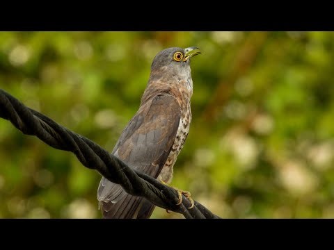The Secret Life of the Common Hawk-Cuckoo | Nature Documentary
