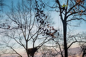 Hays bald eagle nest gets new webcam for upcoming breeding season