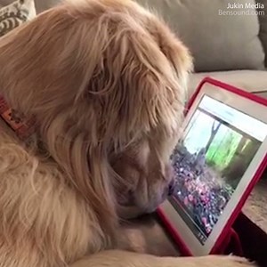 368K views · 273 reactions | This dog is bringing squirrel chasing to 2017  | Daily Mail Video | Facebook