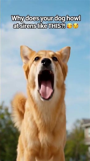 Why Dogs Howl at Sirens? 🐺🚨 Wolf Instinct or Pack Call? #cutedog