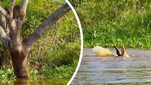 Un jaguar téméraire bondit d'un arbre sur un alligator qui nage