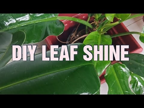 DIY LEAF SHINE | HOW TO MAKE YOUR PLANT LEAVES SHINY