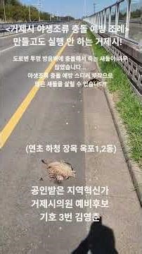 Transparent sound barriers along the roadside — Let's attach wild bird collision prevention stick...