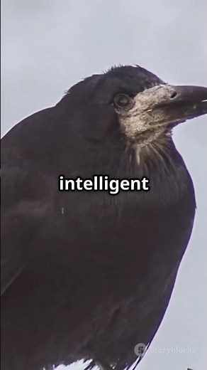 Crows Hold FUNERALS For Their Dead Birds!