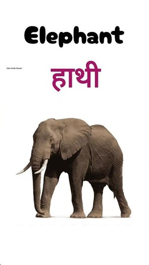 Pet animals name for kids | पालतू जानवरों के नाम #petanimals #kidsvideo #kidseducation #shorts