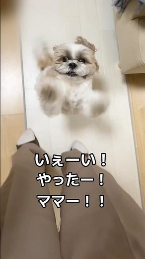 【9時間留守番】感情大爆発シーズー⚡️#shihtzu #シーズー #犬のいる生活 #シーズーのいる生活 #癒し