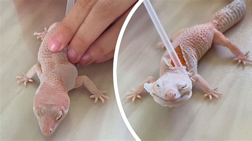 Helping hand: Owner assists pet gecko shed its old skin