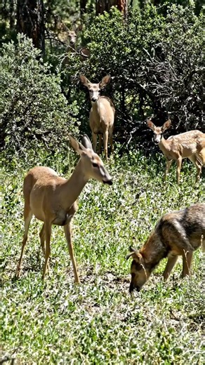 Why Some Deer Never Survive #Shorts #wildlife #bucks #usa #usarmy #usatoday